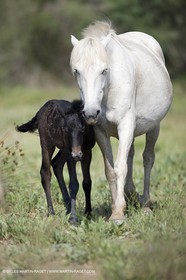 01 07 2008 - Saintes Maries de la Mer (FRA-13) - Camrgue horses