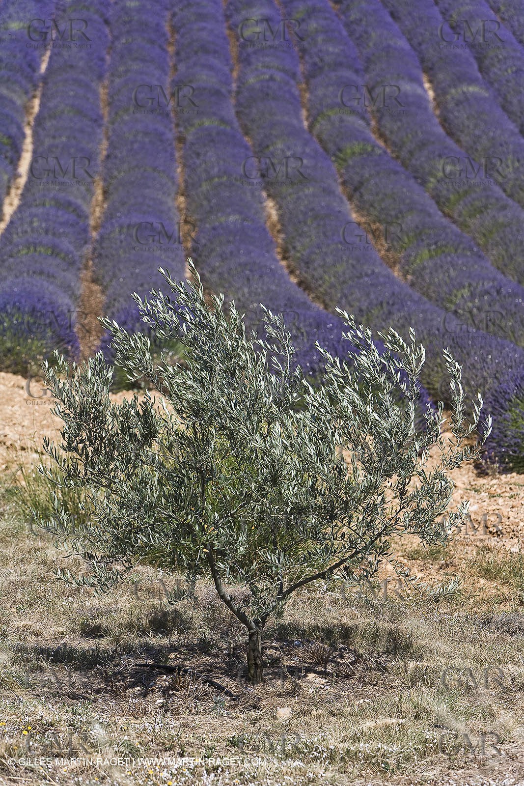 13 08 2007 - Valensole (04) - lavender fields on Valensole plateau