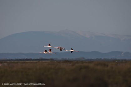 09 04 2011 - Les Saintes Maries de la Mer (FRA,13) - Flamants de Camargue