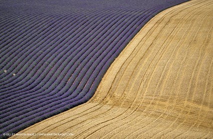 lavander fields , 2005  , Valensole plateau