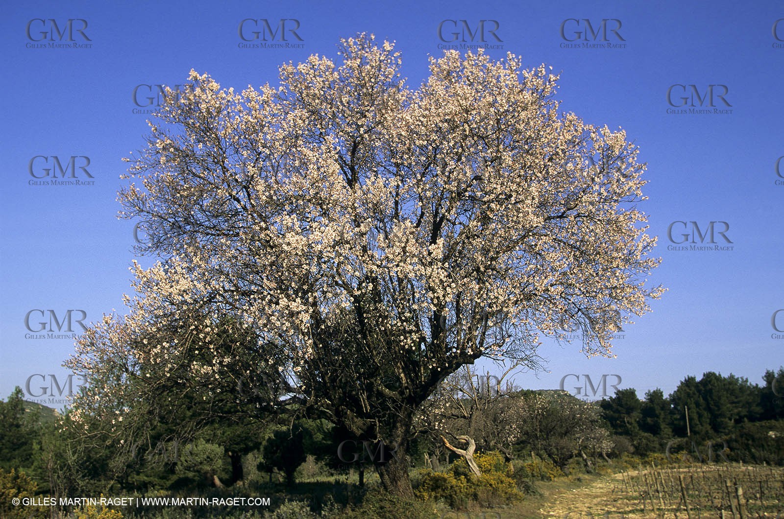 Luberon, Vaucluse (FRA,84) - Fruit trees blooming