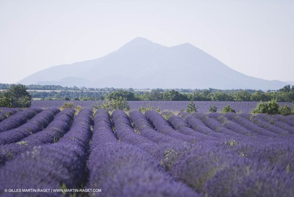13 08 2007 - Valensole (04) - Lavandes en fleur sur le plateau de Valensole