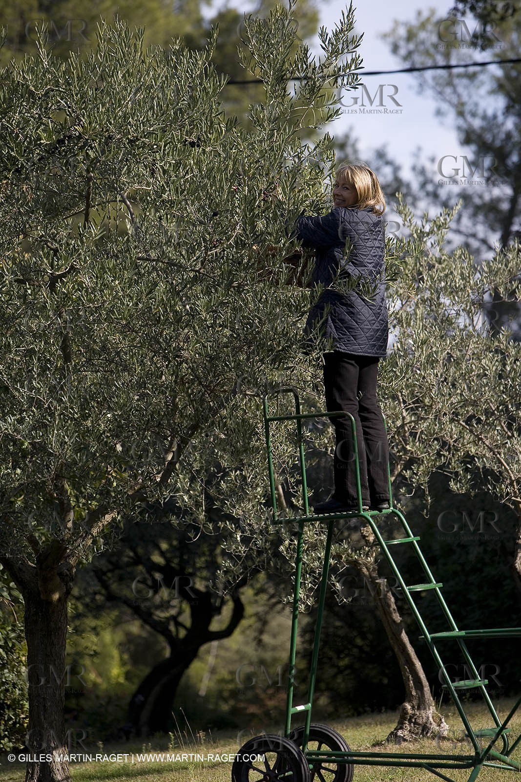 28 10 2007 - Saint Rémy de Provence (FRA, 13)- Olives harvest at  Vallon Raget