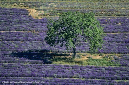 Champs de lavande