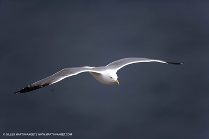 Animaux marins