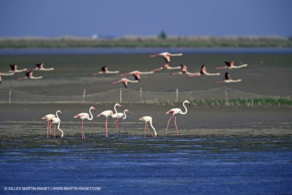 Flamants