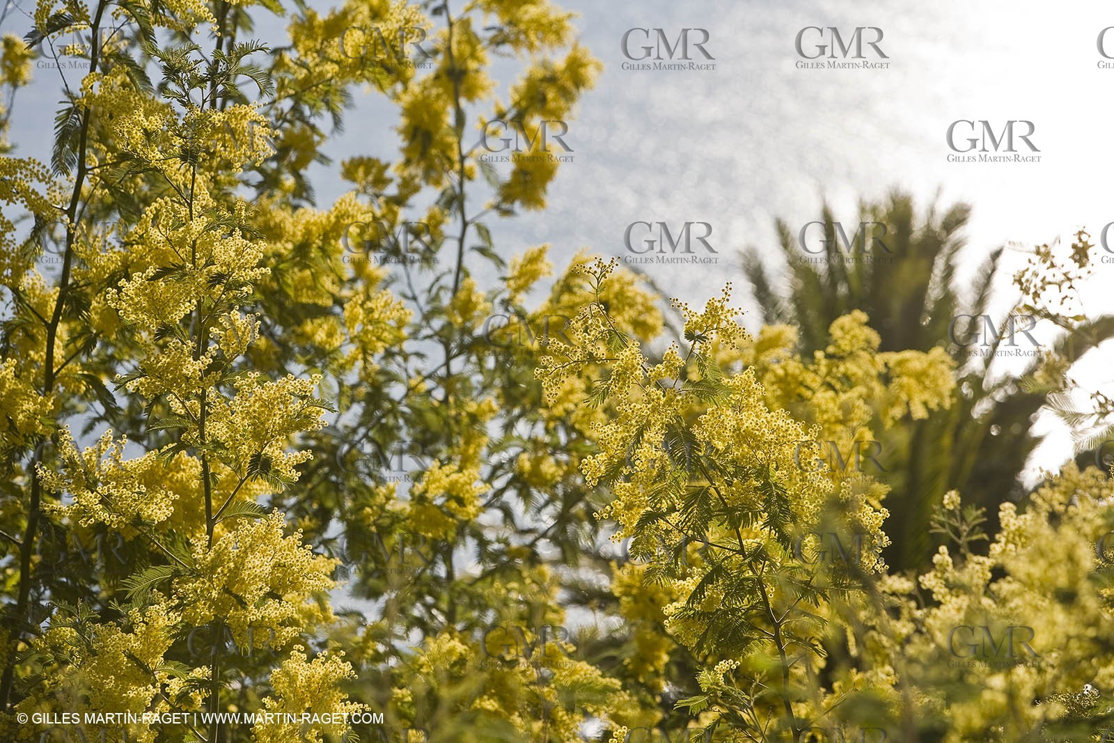 06 02 2008 - Théoule sur mer (FRA, 06) - Mimoses in full flower