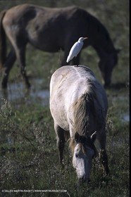 Camargue horses