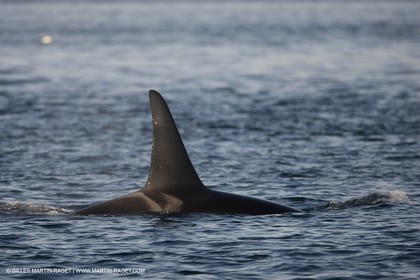 Animaux marins