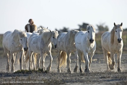 18 04 2011 - Les Saintes Maries de la Mer - Camargue white horses
