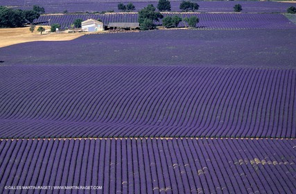 lavander fields , 2005  , Valensole plateau