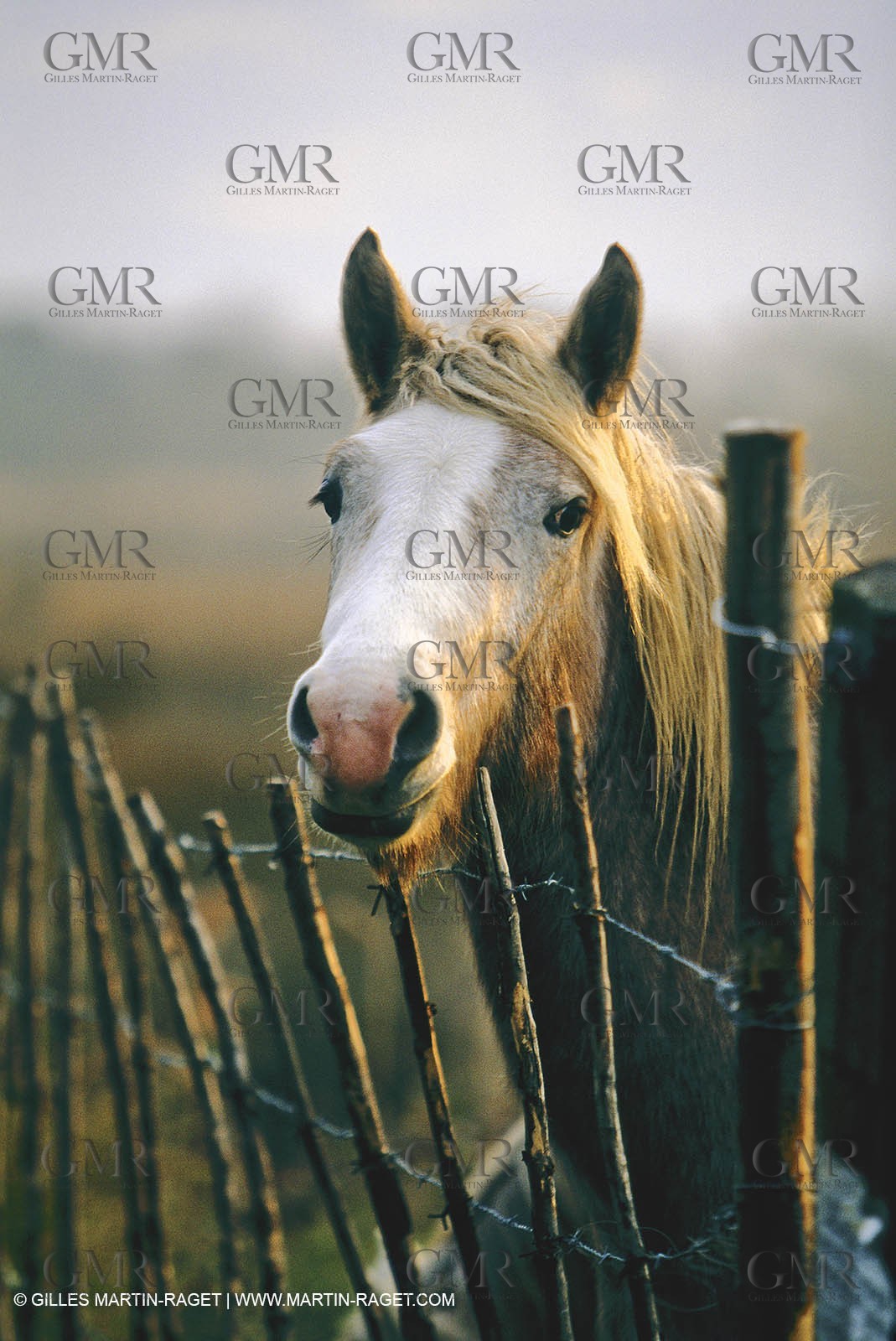 2000-2010- Arles - Les Saintes Maries de la mer (FRA,13) - Camargue horses