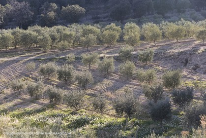 16 02 2008 - Les Baux de Provence (FRA, 13) - Paysages des Alpilles