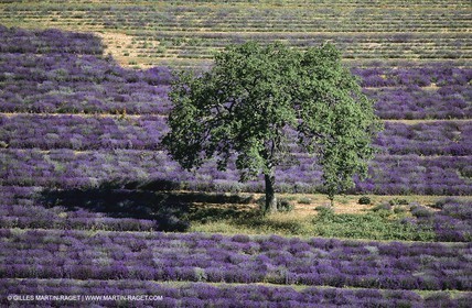 Juin 2005, Valensole (FRA,04) - Lavander fields