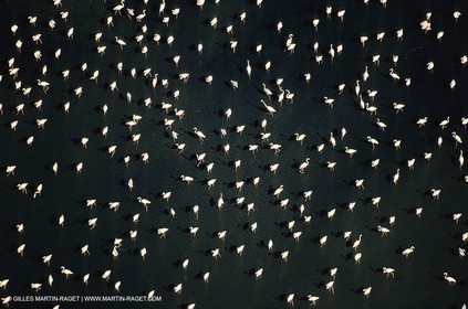 Camargue (FRA,13) - Flamingos in the Camargue