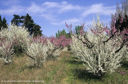 Luberon, Vaucluse (FRA,84) - Arbres fruitiers en fleur