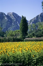 Luberon (FRA,84), Champs de tournesols