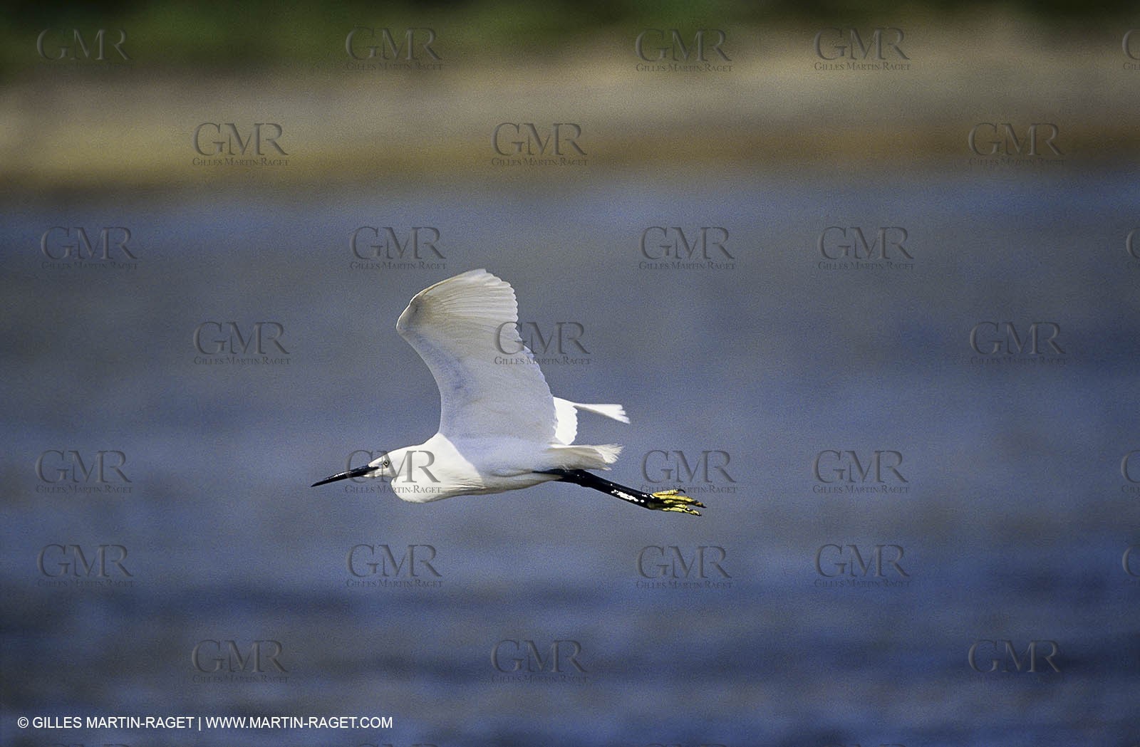 Camargue (FRA,13) - Birds in the Camargue - Little Egret