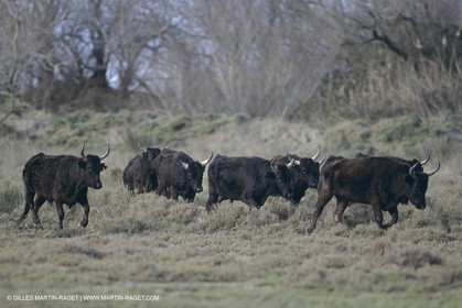 France, Provence, Camargue, Taureaux, Bulls