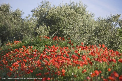 04 05 2008 - Saint Rémy de Provence (FRA, 13) - Paysages des Alpilles