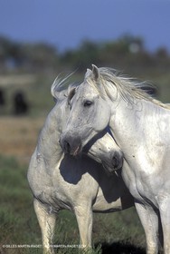 Camargue horses