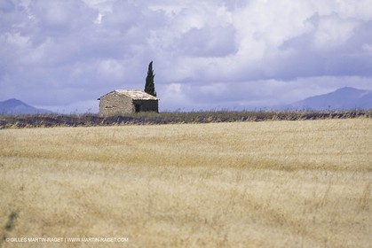 Corn and Wheat fields on Valensole Plateau in higher Provence (France)