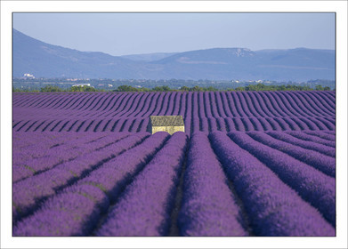 Produit : Tirage photo réalisé par nos soins sur imprimante jet d'encre professionnelle Epson à partir de 8 encres ultrachrome inaltérables (label Digigraphie).Formats au choix :. 20 x 30 cm. 30 x 40 cm. 50 x 70 cm. 80 x 120 cmChoix des papiers :. Papier standard brillant 250 gr., filet noir, marge blanche, tirage non signé. Papier haut de gamme satiné 290 gr. filet noir, marge blanche, tirage vérifié et signé par l'auteur.. Autres supports (canvas, acrylique, dibond) sur demande. Tirages d'art (Digigraphies) signées, numérotées, tamponnées, enregistrées sur demandeConditionnement : tube cylindrique renforcé.Options pour l'expédition : . Colissimo + dépôt boîte aux lettres (France uniquement). Colissimo avec signature à réception. Transporteur express (2 jours ouvrés) avec signature à réceptionCliquez sur caddie pour sélectionner votre formule et démarrer la procédure de commande en ligne