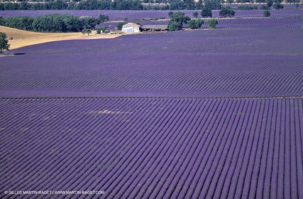lavander fields , 2005  , Valensole plateau
