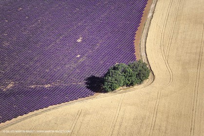 Juin 2005, Valensole (FRA,04) - Lavander fields