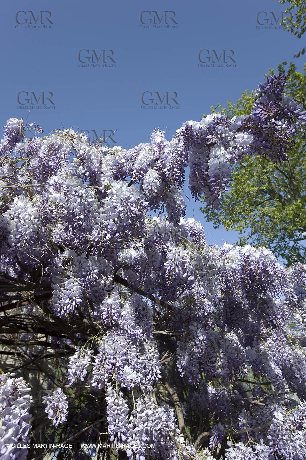 11 04 2008 - Saint Rémy de Provence (FRA, 13) - Glycines in bloom