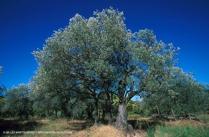Nyons - Olive tree field