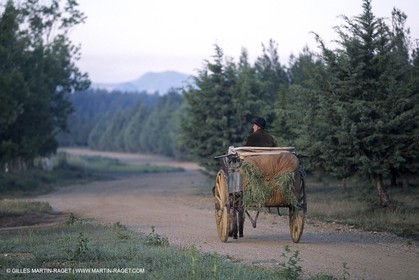 Saint Rémy de Provence (FRA,13) - Fête de la Transhumance