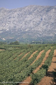 France, Provence, Vignobles des vins de Provence