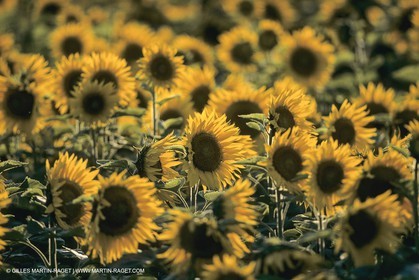 France, Provence, Champs de Tournesols