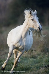 23 12 2006 - Saintes Maries de la Mer - Camargue horses