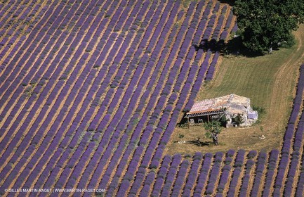 Juin 2005, Valensole (FRA,04) - Lavander fields