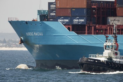 12 11 2014, Capetown (ZAF), Volvo Ocean Race 2014-15, Team Alvimedica goes back training