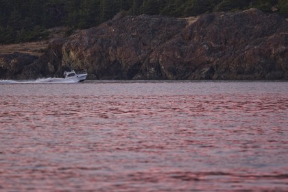 01 09 2008 - San Juan Islands (WA, USA) - Killer Whales