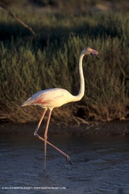 Pink Flamingos - Camargue