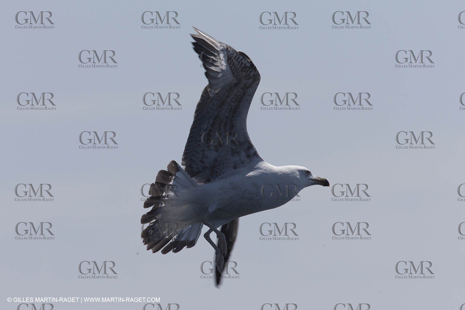 YCPR Laser Europa Cup 2014 - Selection Day 2 - Marseille (FRA,13) - 13 04 2014