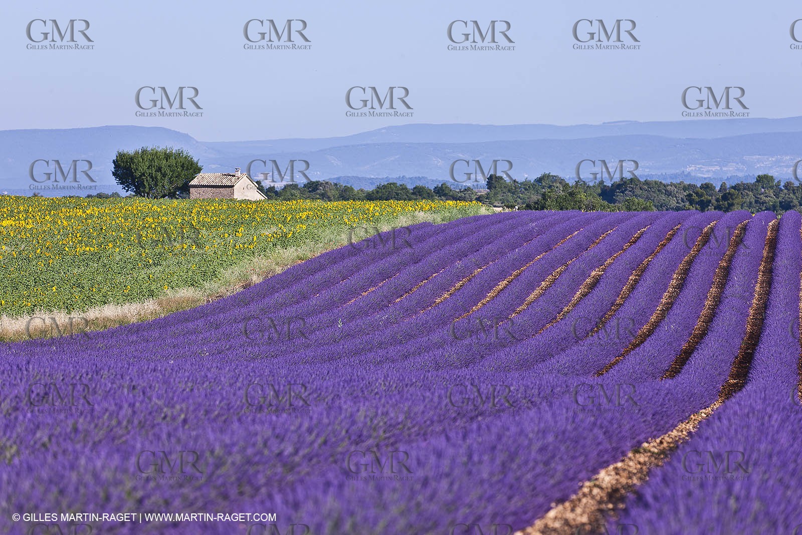 27 06 2011 - Valensole (FRA, 04) - Lavander fields