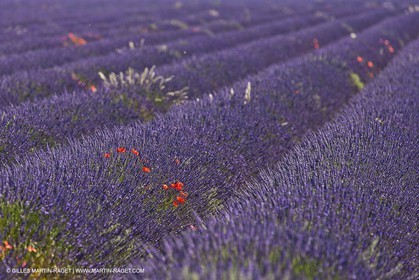 27 06 2011 - Valensole (FRA, 04) - Lavander fields