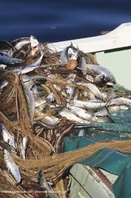 Marseille (Fra, 13) - Barquettes, pointus