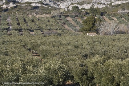 16 02 2008 - Les Baux de Provence (FRA, 13) - Paysages des Alpilles