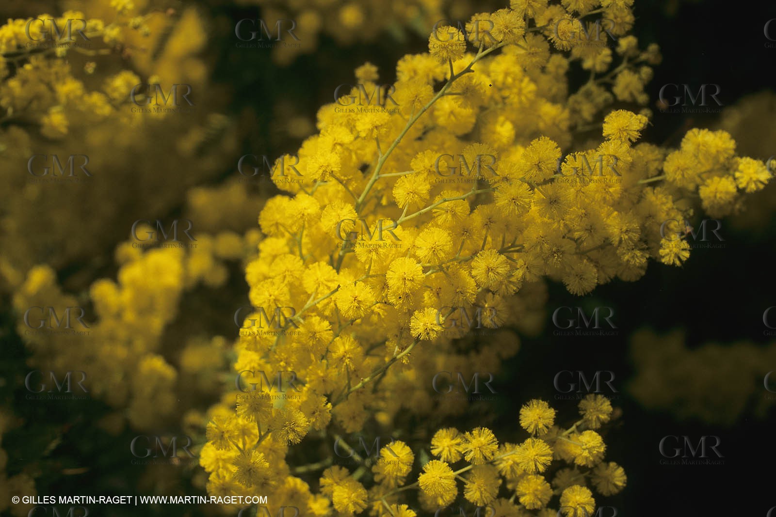 France, Provence, Arbres fruitiers en fleur   Spring bloom