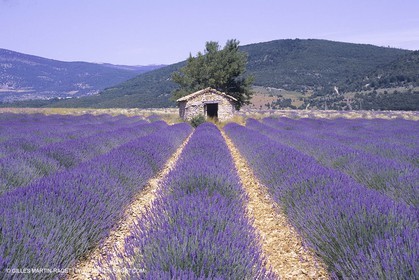 France, Provence, Higher Provence, Valensole Plateau, Lavender
