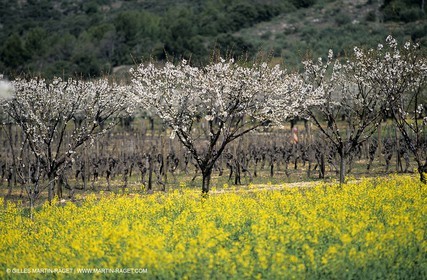 Alpilles (FRA,13), Champs de colza