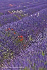 27 06 2011 - Valensole (FRA, 04) - Lavander fields