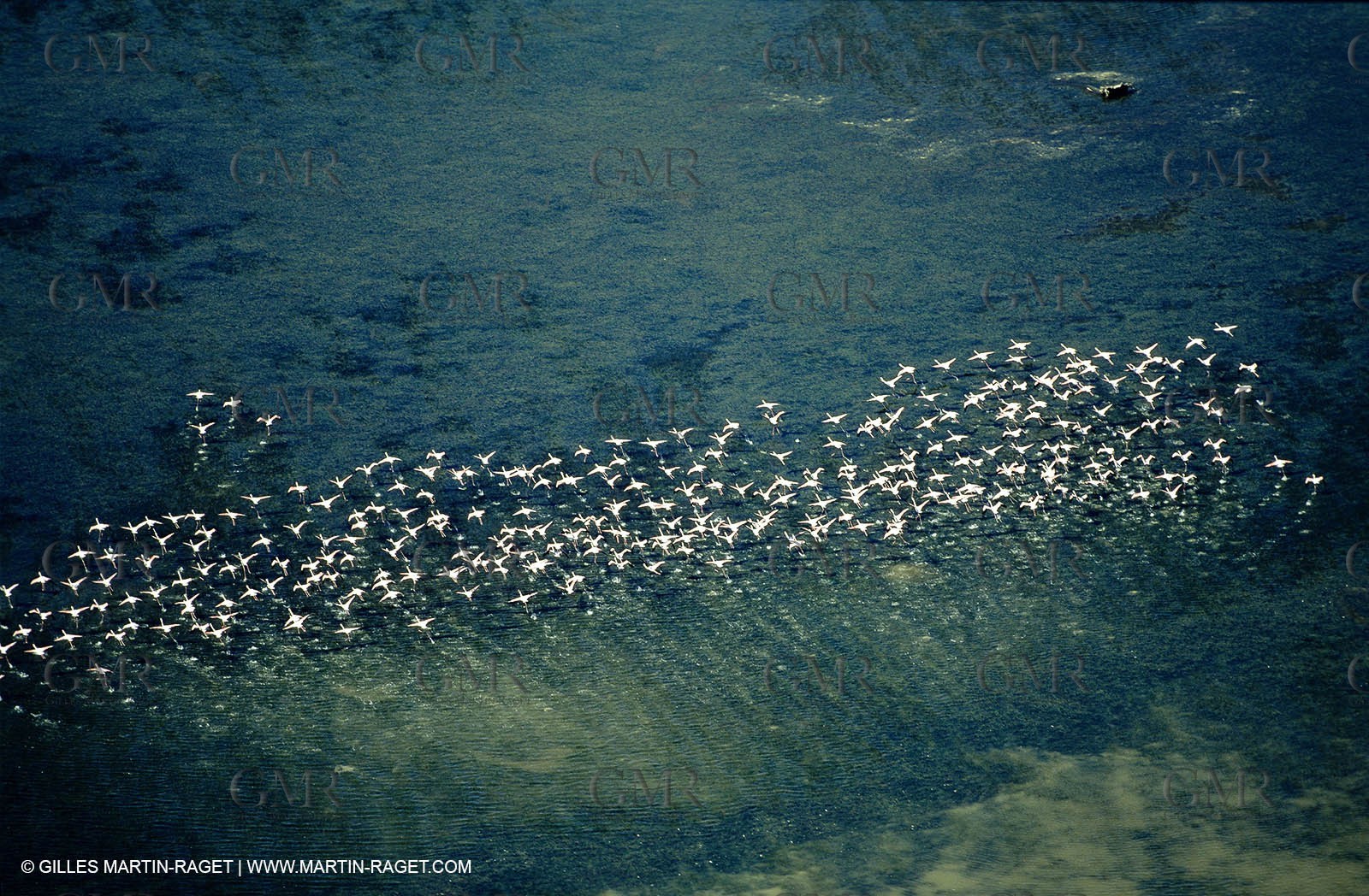 Camargue (FRA,13) - Flamingos in the Camargue