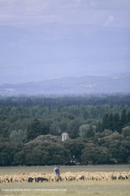 France, Provence, Moutons, bergers, élevage, transhumance